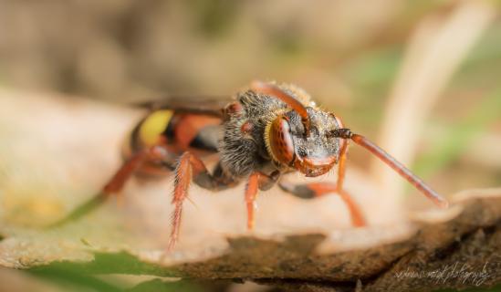 Wespenbienen (Nomada)