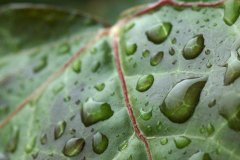 Efeu im Regen