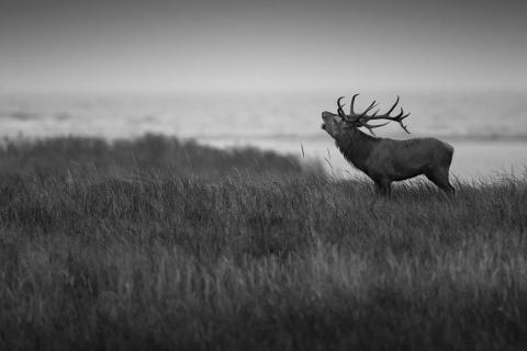 deer 