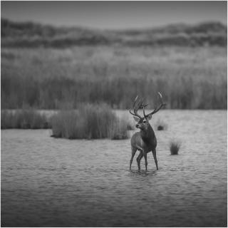deer II