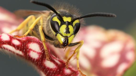 Wespe im Portrait