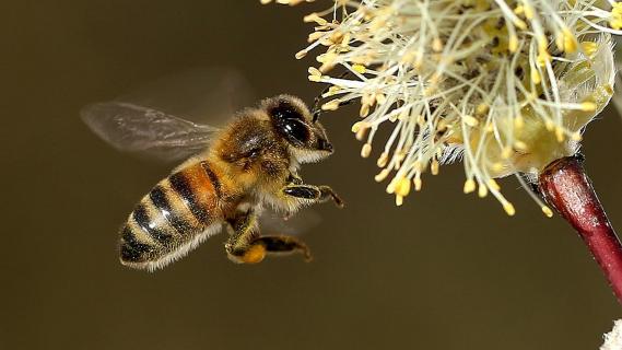 Biene im Flug