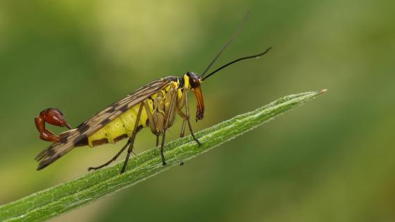 Männliche Skorpionsfliege