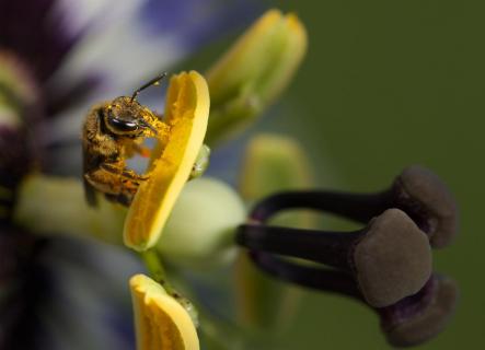 Biene auf einer Passionsblume