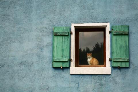 Katze im Fenster