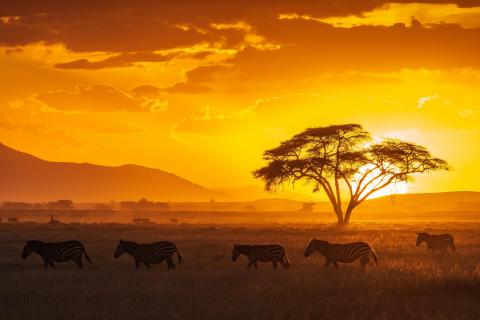 Zebras bei Sonnenuntergang