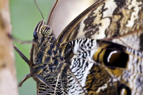 Bananenfalter - Caligo eurilochus