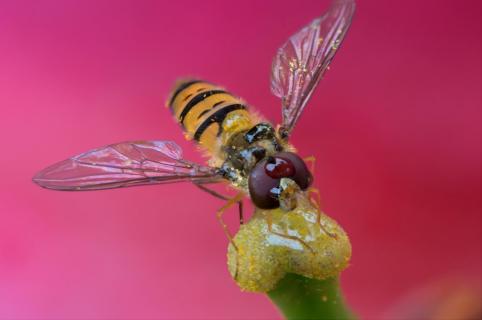 Schwebfliege im Morgentau