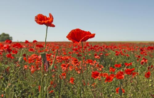 05_Das Hauptmotiv hat eine Farbe: rot_Andrea_Potratz