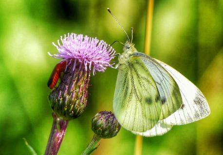 Schmetterling mit Blüte