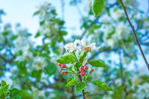 Buntes Blümchen