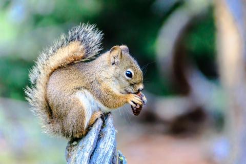 Red Squirrel