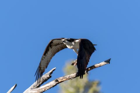 Fischadler mit Beute beim Abflug