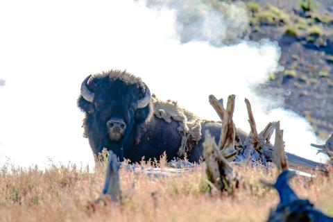 Bison im Dampfbad