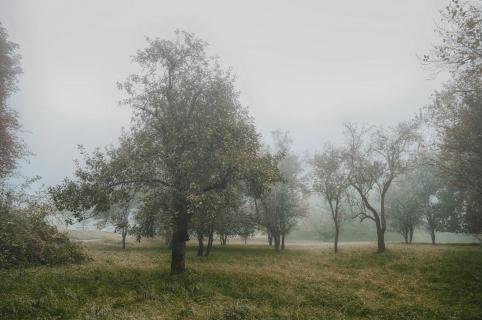 39 Herbst im Nebel_Klaus_Steinberg