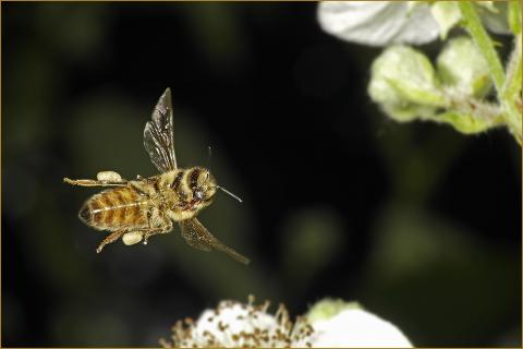 Dynamic Bee