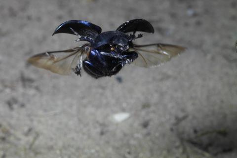 Gothic Bug