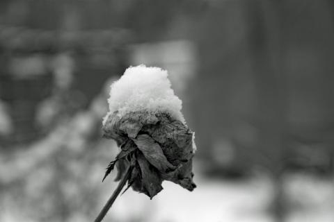 Rose mit Schneehütchen