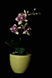 Kleine Orchidee