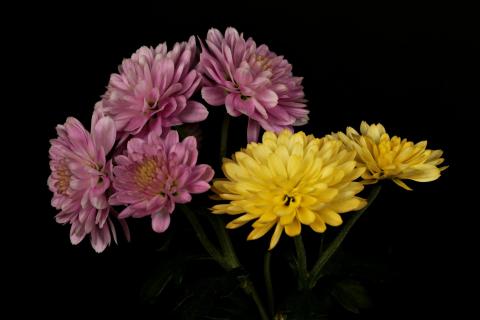 Kleiner Blumenstraüß