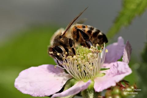 Bald fliegen sie wieder!