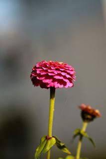 Montagsblume Zinie