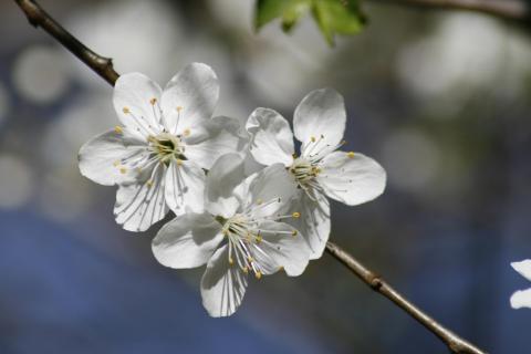 07 Fangen Sie den-Frühling-ein_Natascha_Mark