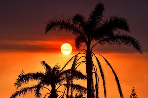 Sonnenuntergang mit Palmen