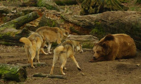 Wolfsrudel gegen Bär