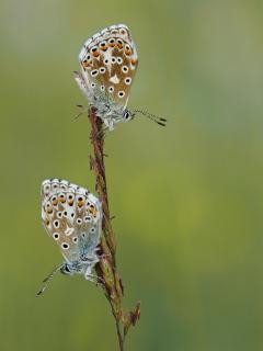 Himmelblauer Bläuling 