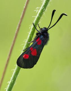 Hornklee Widderchen 