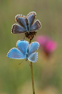 Hauhechel Bläuling w + Himmelblauer Bläuling m 
