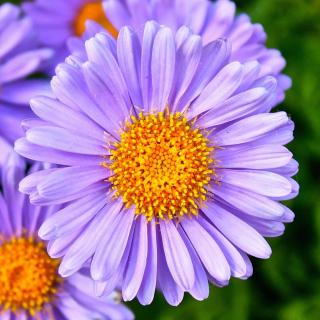 Purple marguerite