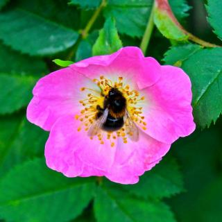 Bumblebee in pink paradise