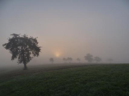 Herbst im Nebel