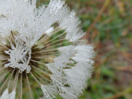 Pusteblume im Morgentau