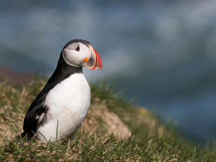 The puffin