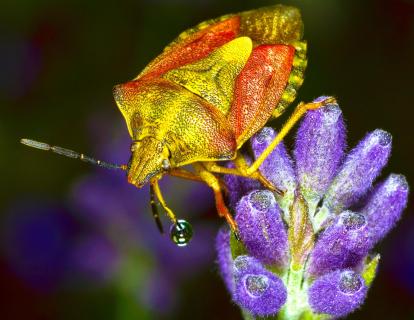 Wanze auf Lavendelblüte