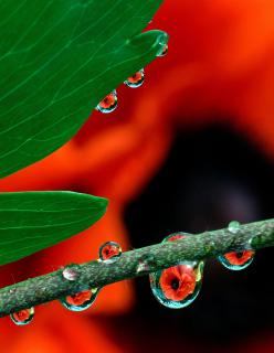 05-Das-Hauptmotiv-hat-eine-Farbe-ROT_Eurofoto