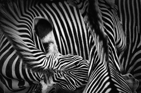 Zebra wirrwarr