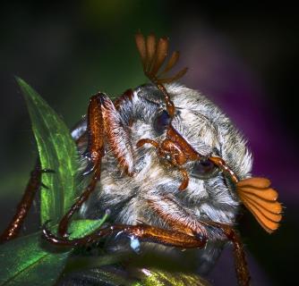 Maikäfer