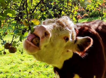 Kuhportrait beim Apfelschmaus