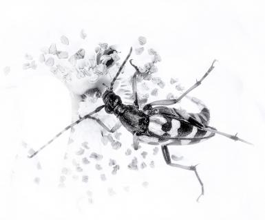 Käfer in der Blüte