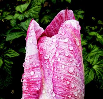 Art of nature 