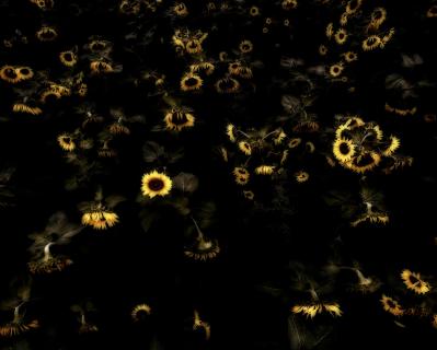 Nachts im Sonnenblumenfeld