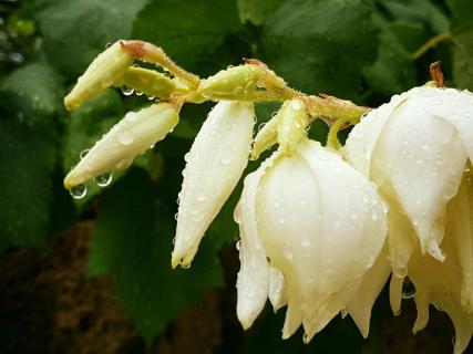 Yuccablüte nach dem Regen 