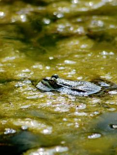 Froschkönig