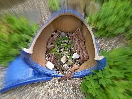 Sukulenten im Garten