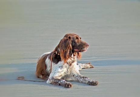 Hund im Wartestand