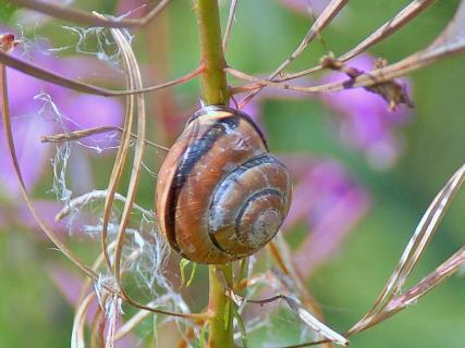 Schnecke auf Wanderschaft